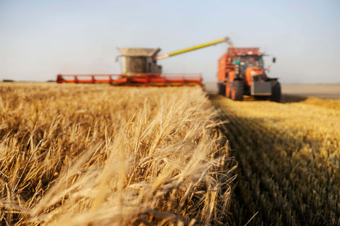 La Crisi della Sicurezza Alimentare in Europa a causa della Guerra Russia-Ucraina