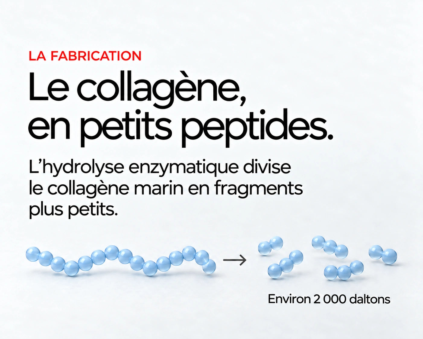 Lumenday : Le collagène, en petits peptides. L’hydrolyse enzymatique divise le collagène marin en fragments plus petits. Environ 2 000 daltons