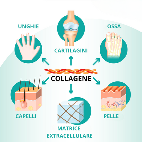 Il collagene migliora: pelle - ossa - unghie - capelli - matrice extracellulare