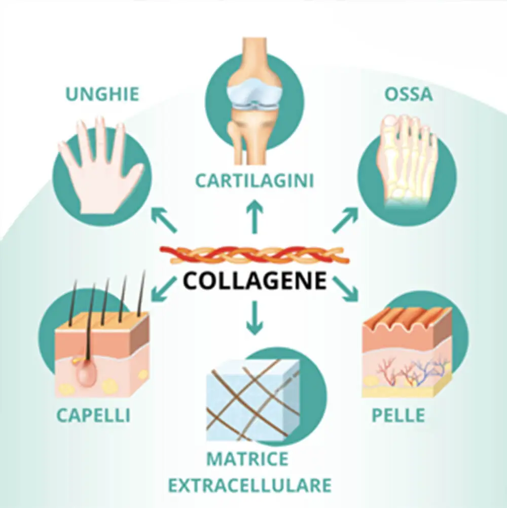 A cosa serve il collagene