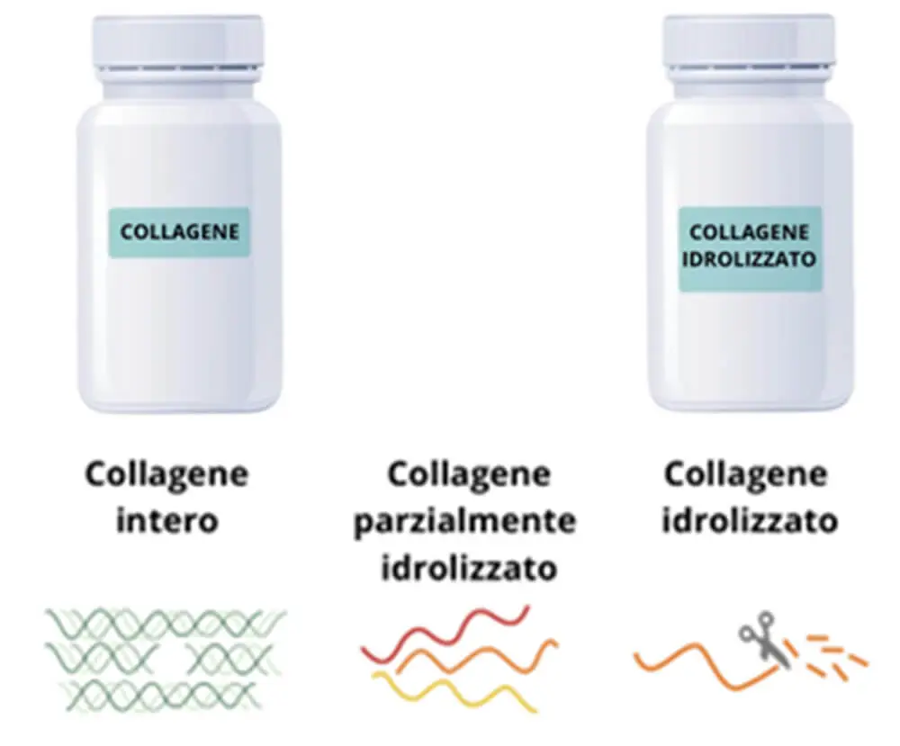 Cos'è il collagene idrolizzato